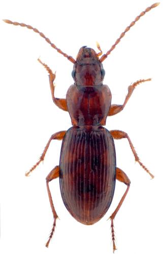Pterostichus glacialis